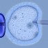 Fecondazione assistita: cade il divieto di selezionare gli embrioni